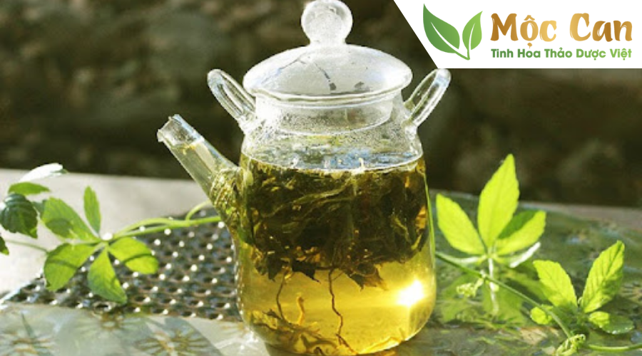 Công dụng của trà giảo cổ lam với bệnh mỡ máu cao 3